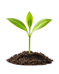 young plant growing from soil