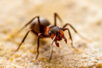 ant on the ground