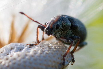 close up of a bug