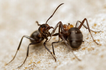 two ants on the ground