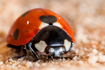 ladybug on a white background