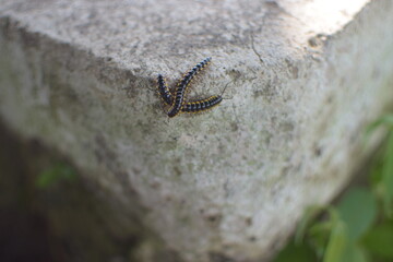 Orthomorpha coarctata, or the long flange millipede, walking on the paved street