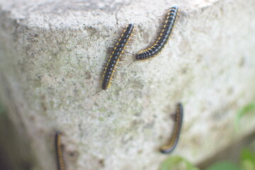 Orthomorpha coarctata, or the long flange millipede, walking on the paved street