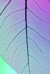 Pastel Leaf Vein Structure Delicate Natures Abstract Art