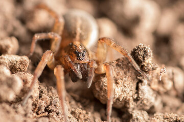 spider on a wooden background