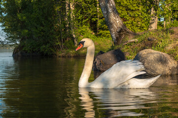 swan on the lake