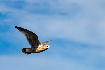 Seagull in flight. Seagull in the open air, flying free. Close-up photo of a seagull flying in the blue sky along the coast.