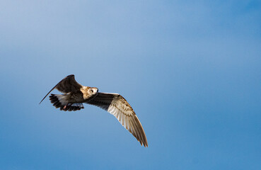 Seagull in flight. Seagull in the open air, flying free. Close-up photo of a seagull flying in the blue sky along the coast.