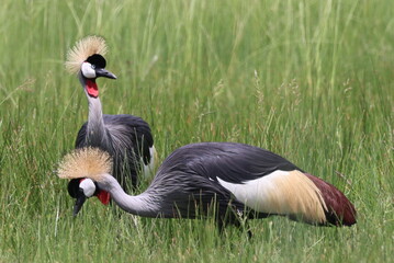 Crowned Crane feeding