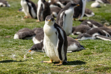 A gentoo penguin (pygoscelis papua) chick, standing within a colony.