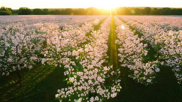 Smooth flyover video, high contrast sunlight, establishing almond orchard in bloom, white and pink blossoms, bright spring sun, buzzing bees amongst the flowers