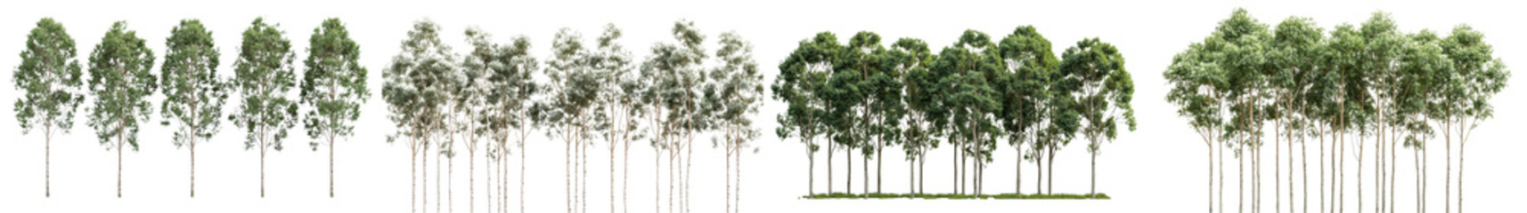 Fototapeta premium Lush green forest with rows of towering deciduous and evergreen trees in a peaceful woodland landscape Scenic natural environment with a dense canopy of foliage creating a serene tranquil atmosphere