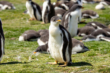 A gentoo penguin (pygoscelis papua) chick, standing within a colony.