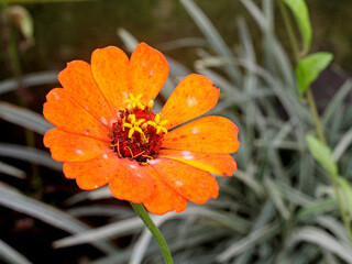 Zinnia elegans is one of the most famous annual flowering plants of the genus Zinia. Plants that grow wild in nature grow up to 30 inches (76 cm) tall with flower heads measuring about 2 inches (5 cm)