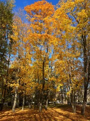 Fototapeta premium Beautiful autumn park. Autumn tree with golden and green leaves.