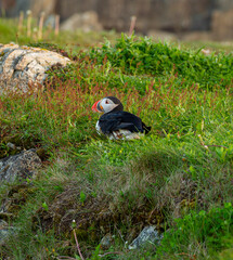 A Canadian puffin nesting on the cliff top in Newfoundland above the Atlantic Ocean