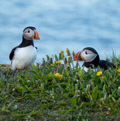 A pair of Canadian puffins standing on the cliff top in Newfoundland at nesting time above the Atlantic Ocean