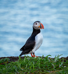 A Canadian puffin stood on the cliff top in Newfoundland above the Atlantic Ocean