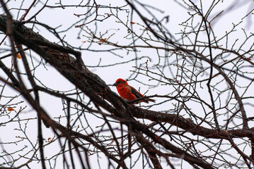 A parrot crossbill (Loxia pytyopsittacus) on a tree branch in spring.