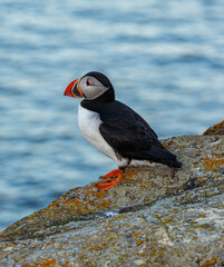 A Canadian puffin stood on the cliff top in Newfoundland above the Atlantic Ocean