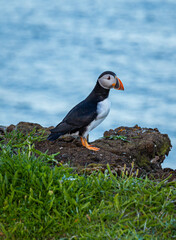 A Canadian puffin stood on the cliff top in Newfoundland above the Atlantic Ocean