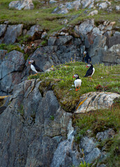 A flock of Canadian puffins standing on the cliff top in Newfoundland at nesting time above the Atlantic Ocean