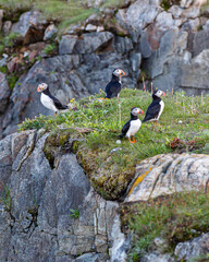 A flock of Canadian puffins standing on the cliff top in Newfoundland at nesting time above the Atlantic Ocean