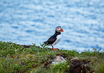 A Canadian puffin stood on the cliff top in Newfoundland above the Atlantic Ocean