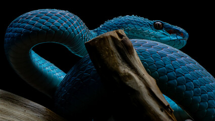 close up of a snake