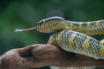 close up of a snake