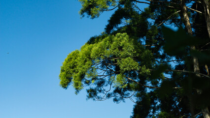 Lush Green Trees Against a Bright Blue Sky