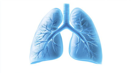 Anatomical illustration of human lungs with detailed bronchi structure