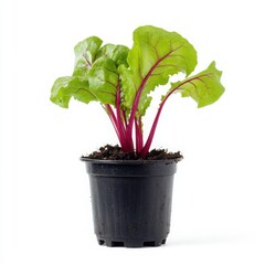 Fresh beetroot seedling in a small container, vivid green leaves with a slight curl, against a bright white background, clear contours and structure, commercial-quality product photography, no shadows
