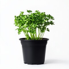 Fresh parsley plant growing in a simple black pot