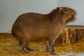 Capybara in the house