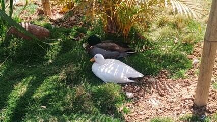 pigeons on the ground