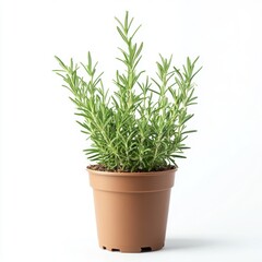 Small organic rosemary plant in a biodegradable pot
