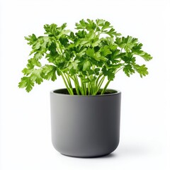 Naklejka premium Vibrant parsley plant in a sleek gray pot, side profile, perfectly cut out on a plain white background, professional-grade photography with precise contrast and rich green hues, no shadows