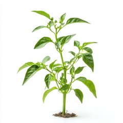 Fototapeta premium Pepper seedling in a biodegradable peat pot, fully isolated on a white background, crisp edges and natural color accuracy, professional product photography with a clean and modern look, no shadows