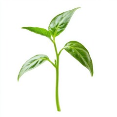 Fototapeta premium Young pepper sprout, rich green foliage with visible veins, isolated on a plain white background, sharp focus with high contrast, commercial-grade product image, no shadows