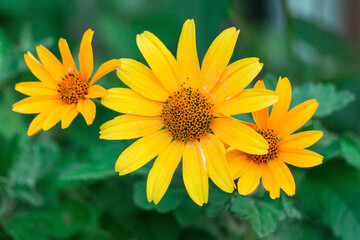 Daisies with yellow leaves close-up