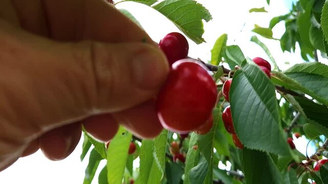 Picking a sweet cherry from a tree in May