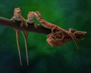 bearded dragon lizard