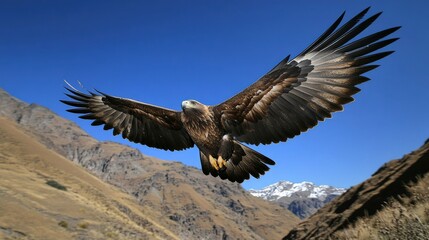 Obraz premium Majestic eagle soaring over mountainous terrain with clear blue sky and snow-capped peaks