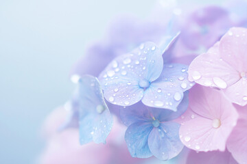 梅雨 紫陽花 Hydrangea
