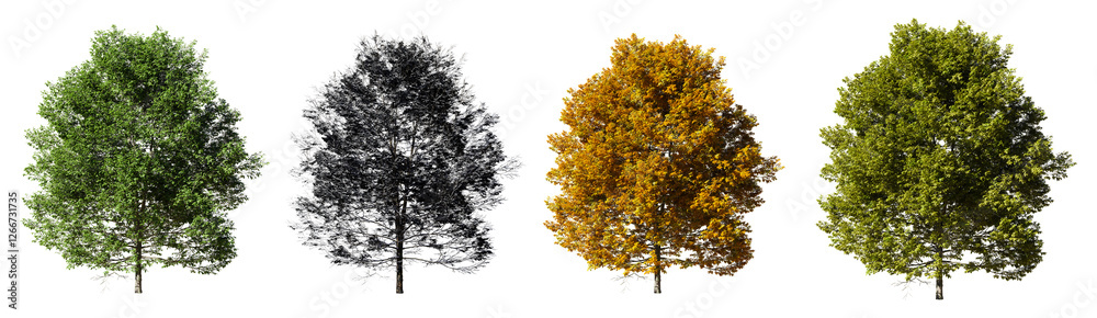 Fototapete Collection of trees Isolated on transparent background. 3d rendering illustration.