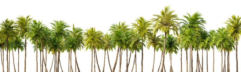 Obraz premium Row of palm trees on white transparent background. 3D rendering illustration