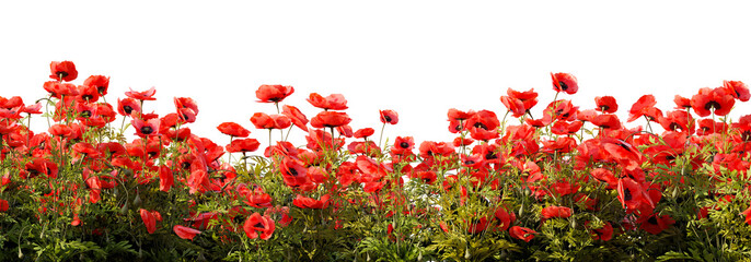 Field of red poppy flowers on white transparent background. 3D rendering illustration