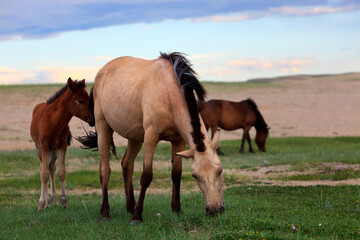A timid foal walks close to its mother in the Mongolian steppe, while the stallion grazes in the...