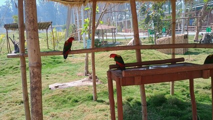 Fototapeta premium little girl on swing